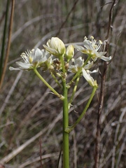 Toxicoscordion venenosum venenosum
