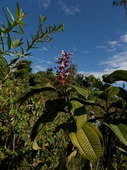 Miconia tococa