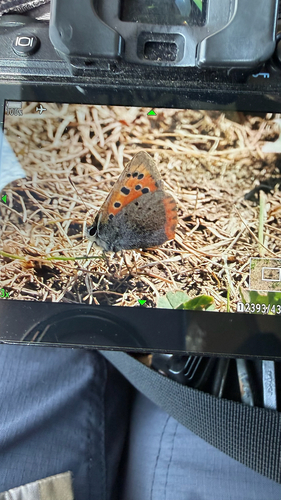 Small Copper