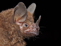 Carollia castanea