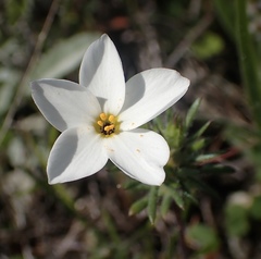 Leptosiphon rosaceus