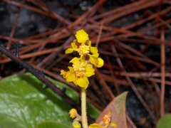 Byrsonima verbascifolia