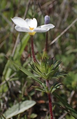 Leptosiphon rosaceus