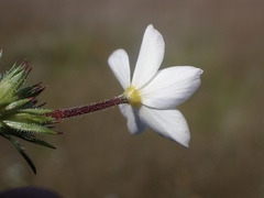 Leptosiphon rosaceus