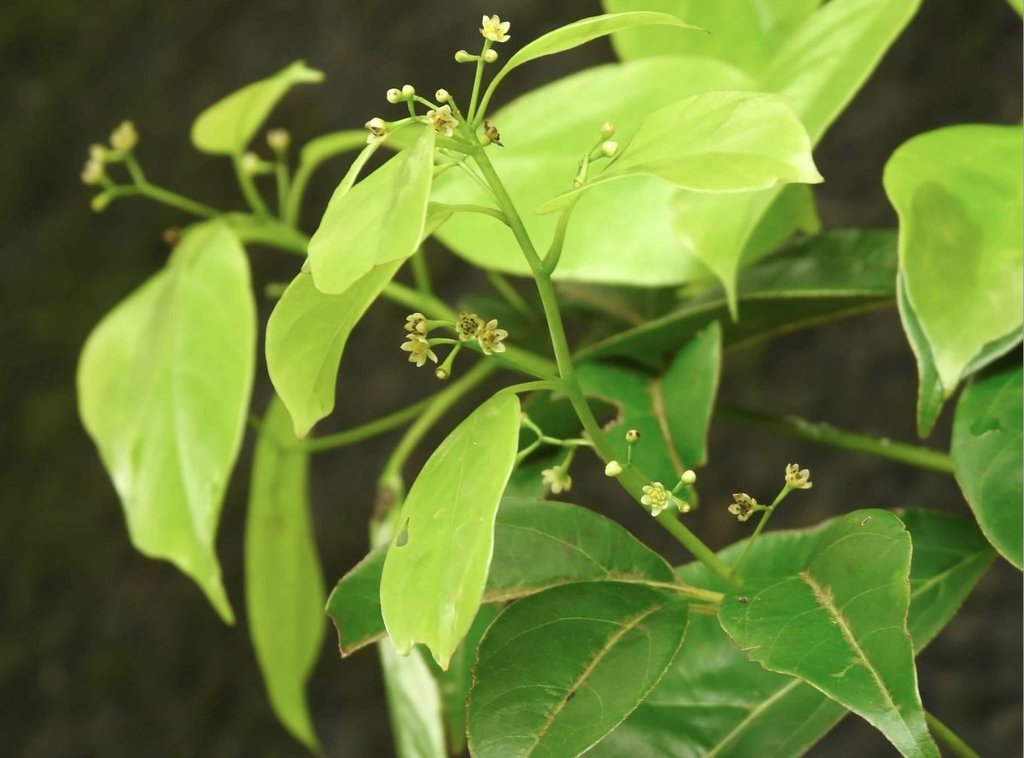 Cinnamomum parthenoxylon (Cinnamomum parthenoxylon)