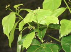 Cinnamomum parthenoxylon