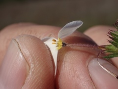 Leptosiphon rosaceus