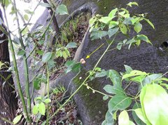 Cinnamomum parthenoxylon