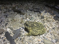 Anaxyrus californicus