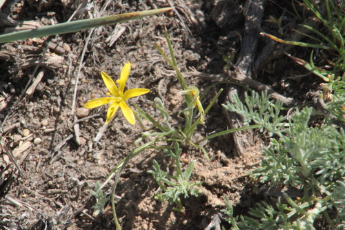 Gagea bulbifera, photograph 5