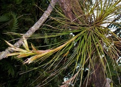 Tillandsia festucoides