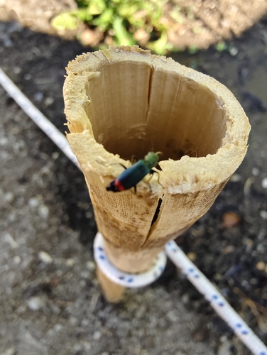 Anthomalachius strangulatus