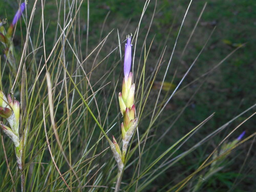 Tillandsia setacea, photograph 6