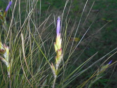 Tillandsia setacea, photograph (c) J. L. Gómez-Hechavarría, some rights reserved (CC BY)