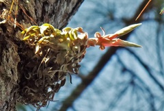 Tillandsia streptophylla