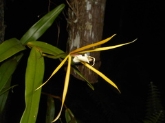 Epidendrum nocturnum, photograph (c) J. L. Gómez-Hechavarría, some rights reserved (CC BY)