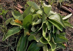 Byrsonima verbascifolia