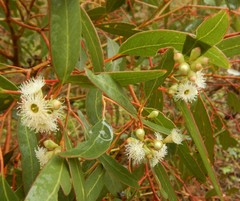 Eucalyptus fasciculosa