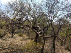 Bursera galeottiana