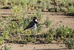 Vanellus tricolor
