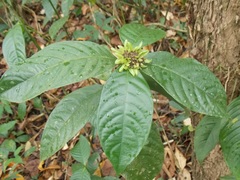 Palicourea suerrensis