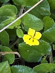 Goodenia humilis