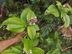 Miconia tococa