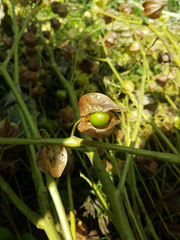 Physalis cordata