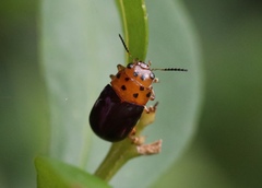 Platymela sticticollis