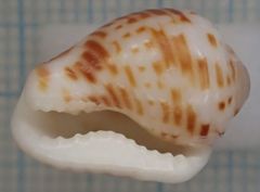 Columbella mercatoria