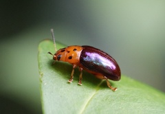 Platymela sticticollis