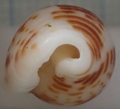 Columbella mercatoria