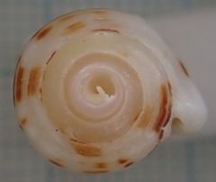 Columbella mercatoria