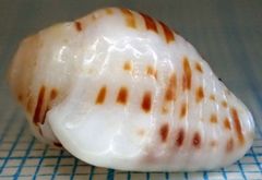 Columbella mercatoria