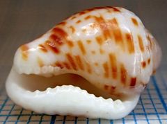 Columbella mercatoria