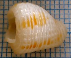 Columbella mercatoria