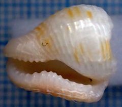 Columbella mercatoria