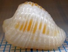 Columbella mercatoria