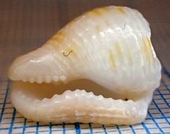 Columbella mercatoria