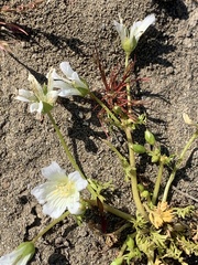 Limnanthes