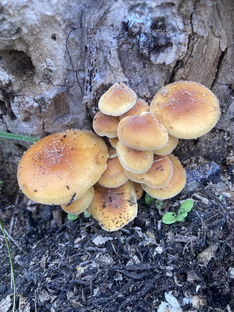 Flammulina velutipes · May 2026 · photo: © leyton5 (iNaturalist, cc-by)