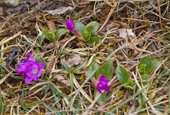 Primula clusiana