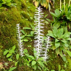Chamaelirium japonicum