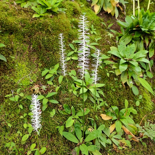 Chamaelirium japonicum, photograph 1