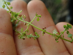 Callitriche muelleri