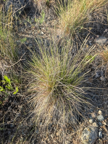 Festuca idahoensis, photograph 5