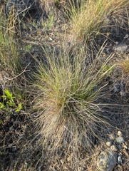 Festuca idahoensis, photograph (c) Simone Littledale, some rights reserved (CC BY)