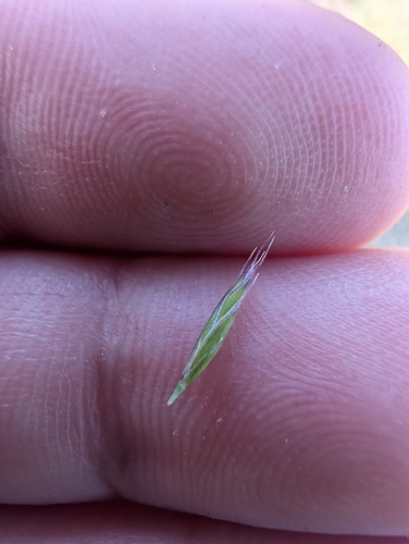 Festuca idahoensis, photograph 6