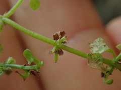 Callitriche muelleri