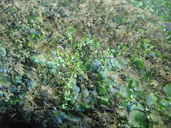 Callitriche muelleri